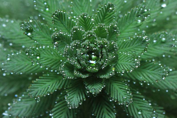 Poza zilei: Roua diminetii, fotografie realizata de Vincent Nursalim