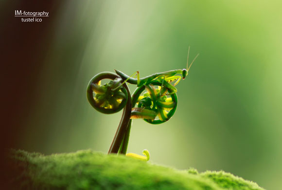 Ce zici de bicicleta mea?, fotografie de Tustel Ico