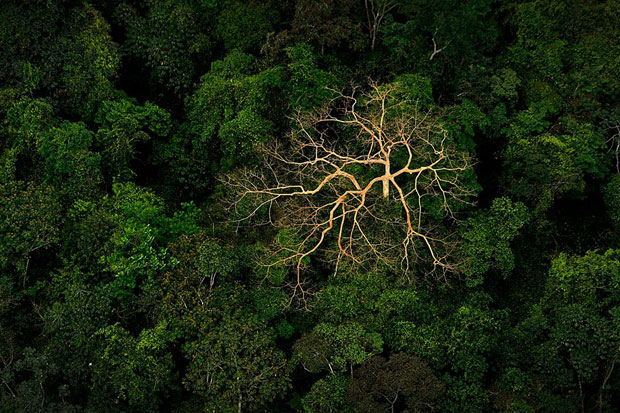 Acoperisul junglei, fotografie realizata de Jeremy Lock